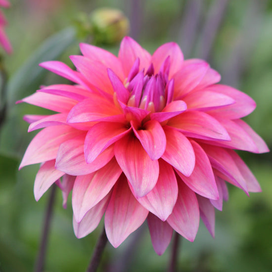 Dahlia Feline Yvonne Jack the Grower