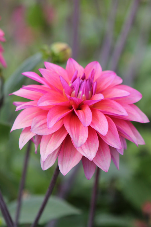 Dahlia Feline Yvonne Jack the Grower