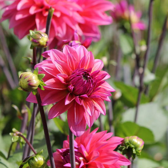 Dahlia Feline Yvonne Jack the Grower