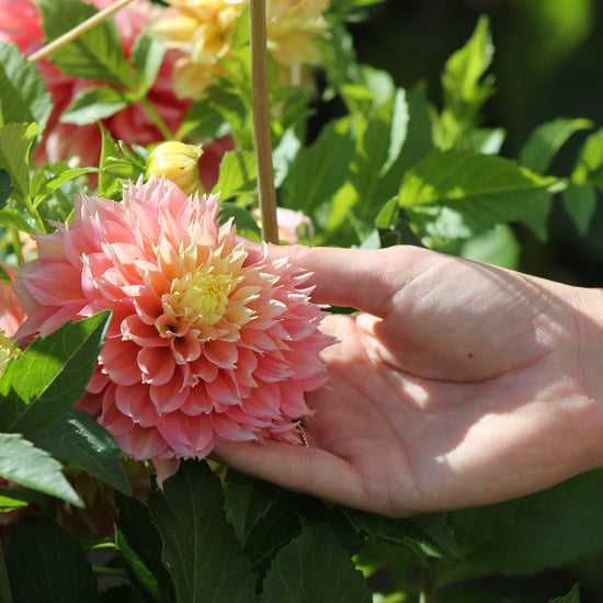 Dahlia Kogane Fubuki Jack the Grower