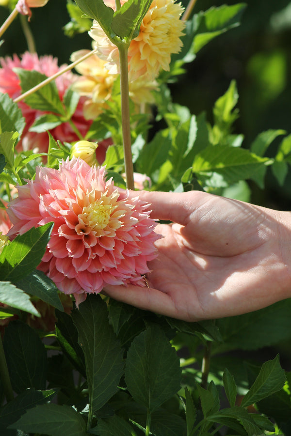 Dahlia Kogane Fubuki Jack the Grower