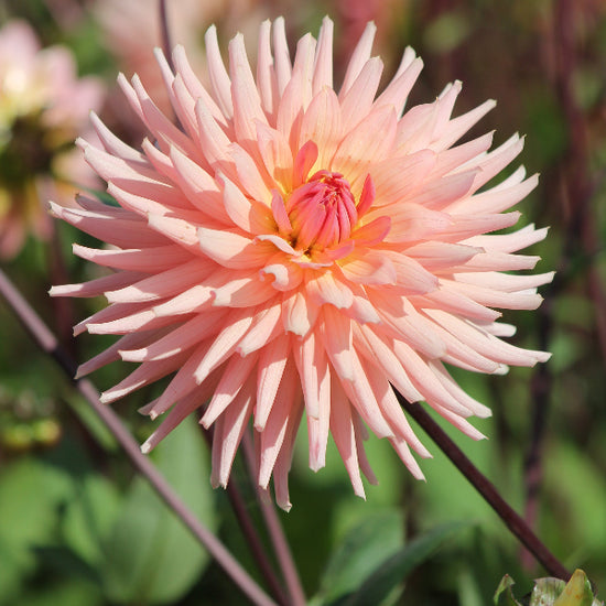 Dahlia Preference Jack the Grower