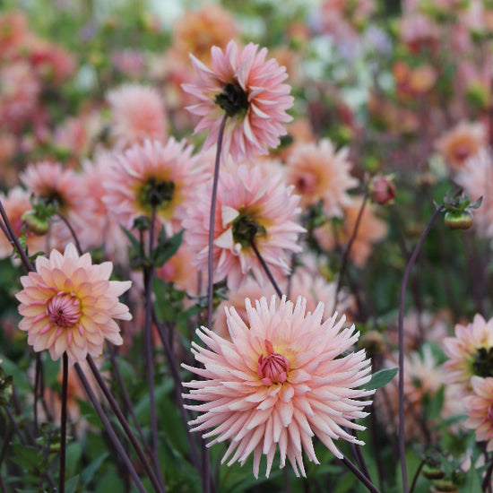 Dahlia Preference Jack the Grower
