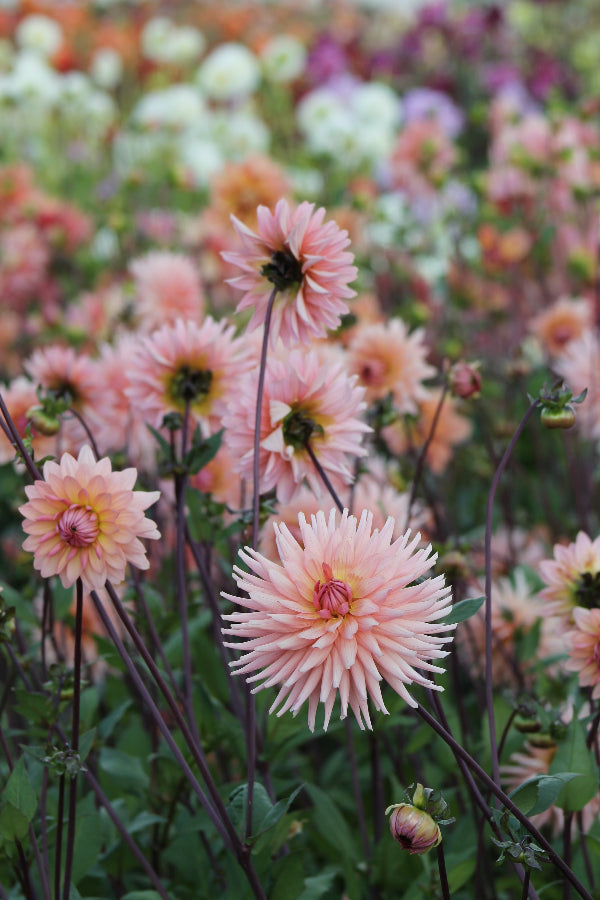 Dahlia Preference Jack the Grower