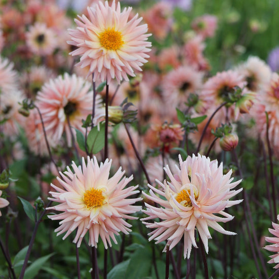 Dahlia Preference Jack the Grower