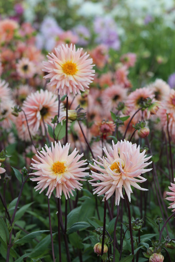 Dahlia Preference Jack the Grower