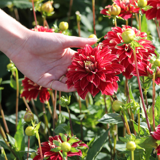 Dahlia Red Rock Jack the Grower