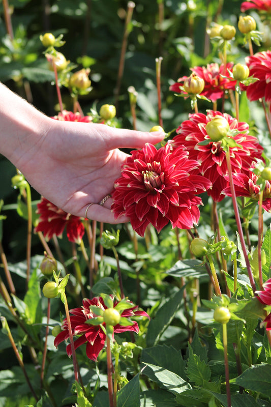Dahlia Red Rock Jack the Grower