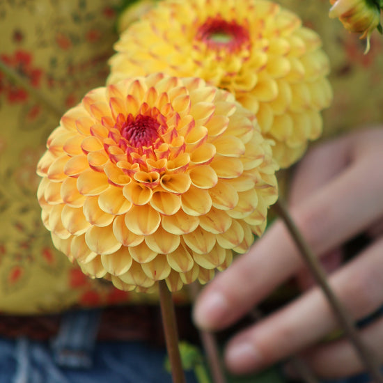 Dahlia Sunny Boy Jack the Grower