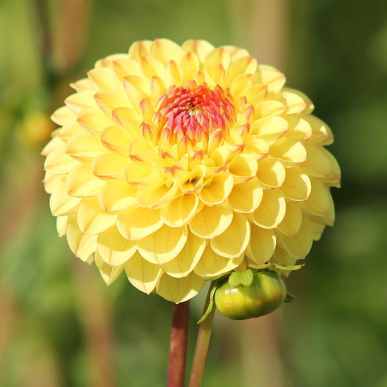 Dahlia Sunny Boy Jack the Grower