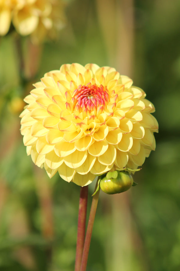 Dahlia Sunny Boy Jack the Grower