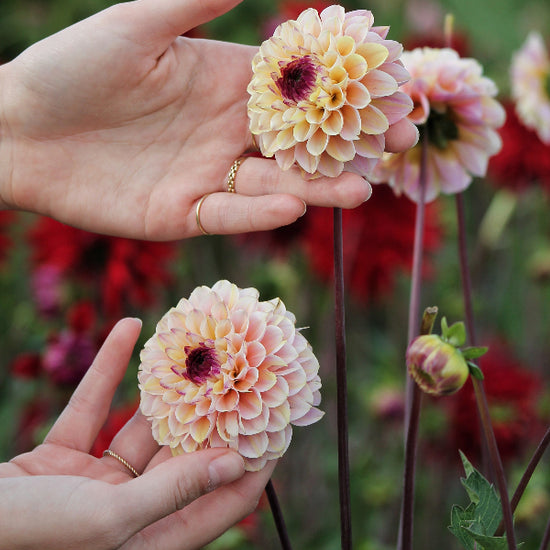 Dahlia Wine Eyed Jill Jack the Grower
