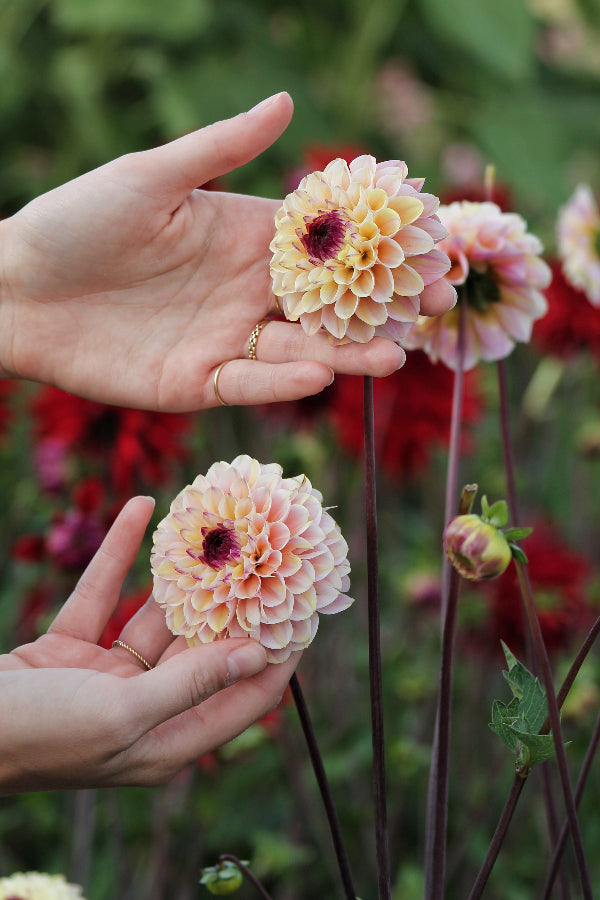 Dahlia Wine Eyed Jill Jack the Grower