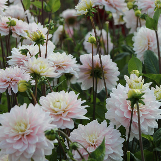 Dahlia Lady Kate Jack the Grower