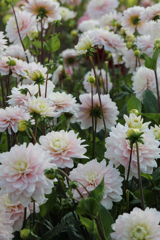 Dahlia Lady Kate Jack the Grower