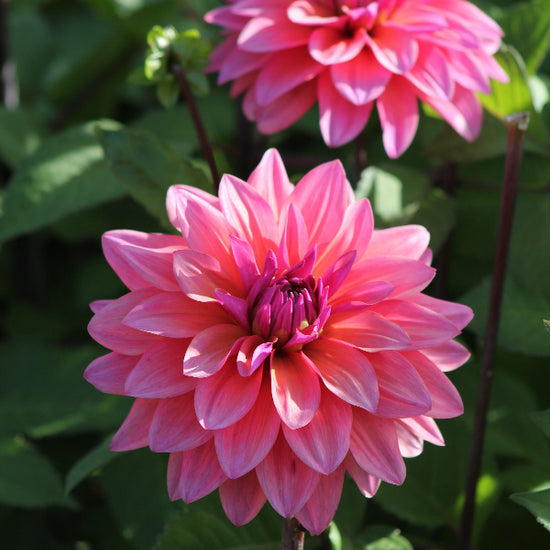 Dahlia Feline Yvonne Jack the Grower