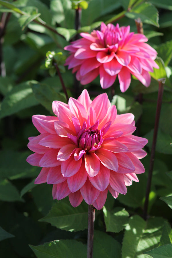 Dahlia Feline Yvonne Jack the Grower