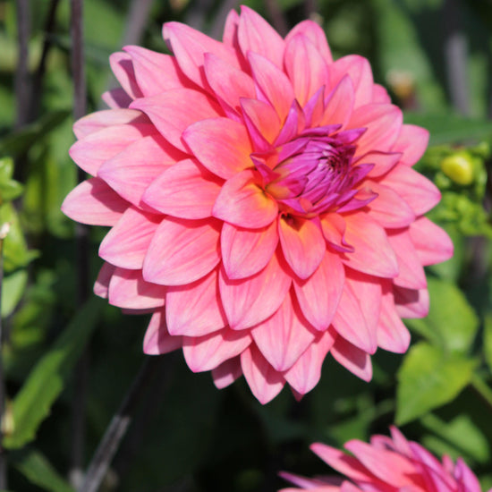 Dahlia Feline Yvonne Jack the Grower