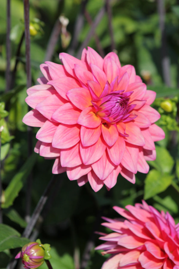 Dahlia Feline Yvonne Jack the Grower