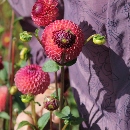 Dahlia Burlesca Jack the Grower