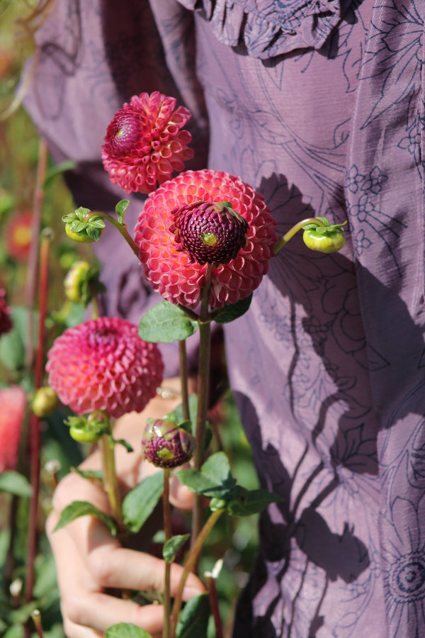 Dahlia Burlesca Jack the Grower