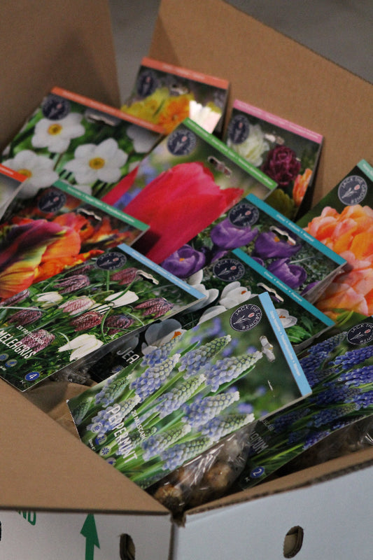 Mystery Box Jack the Grower