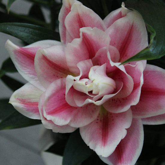 Lilium Roselily Mikaela Jack the Grower