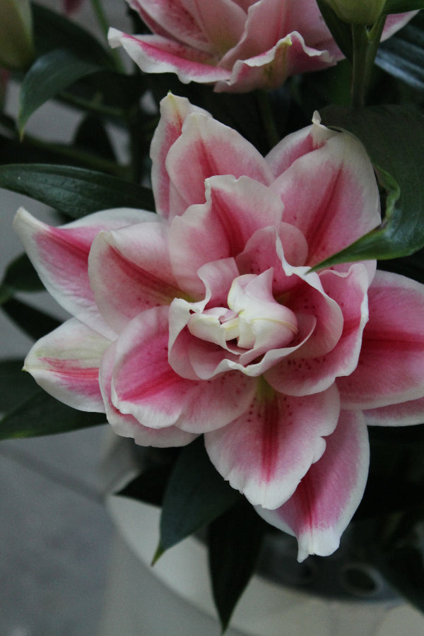 Lilium Roselily Mikaela Jack the Grower