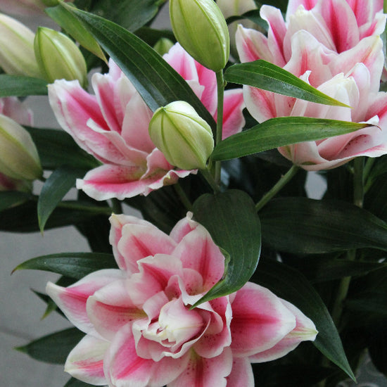 Lilium Roselily Mikaela Jack the Grower