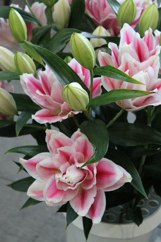 Lilium Roselily Mikaela Jack the Grower