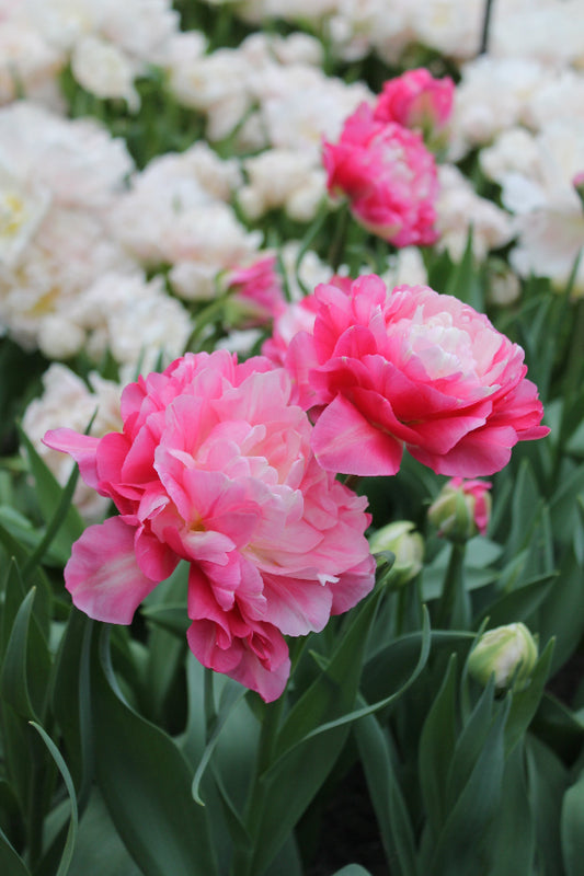Tulipa Double Sugar Jack the Grower