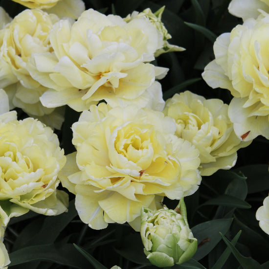 Tulipa Avant Garde Jack the Grower