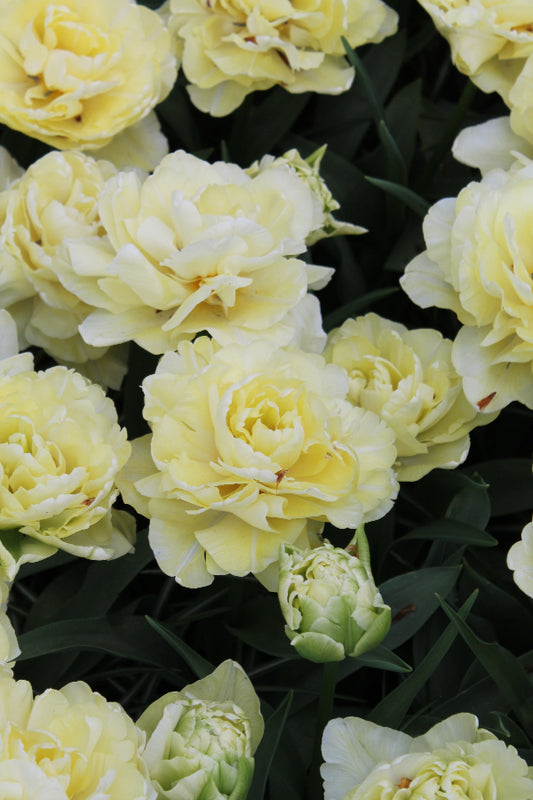 Tulipa Avant Garde Jack the Grower