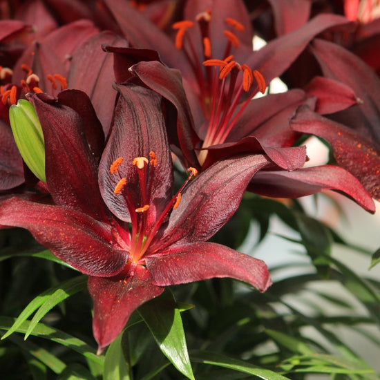 asiatic lily nightrider Lilium Night Rider – Jack the Grower