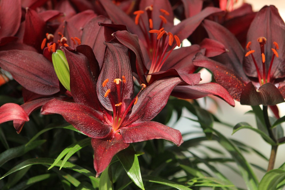white lily and night rider Lilium Night Rider – Jack the Grower