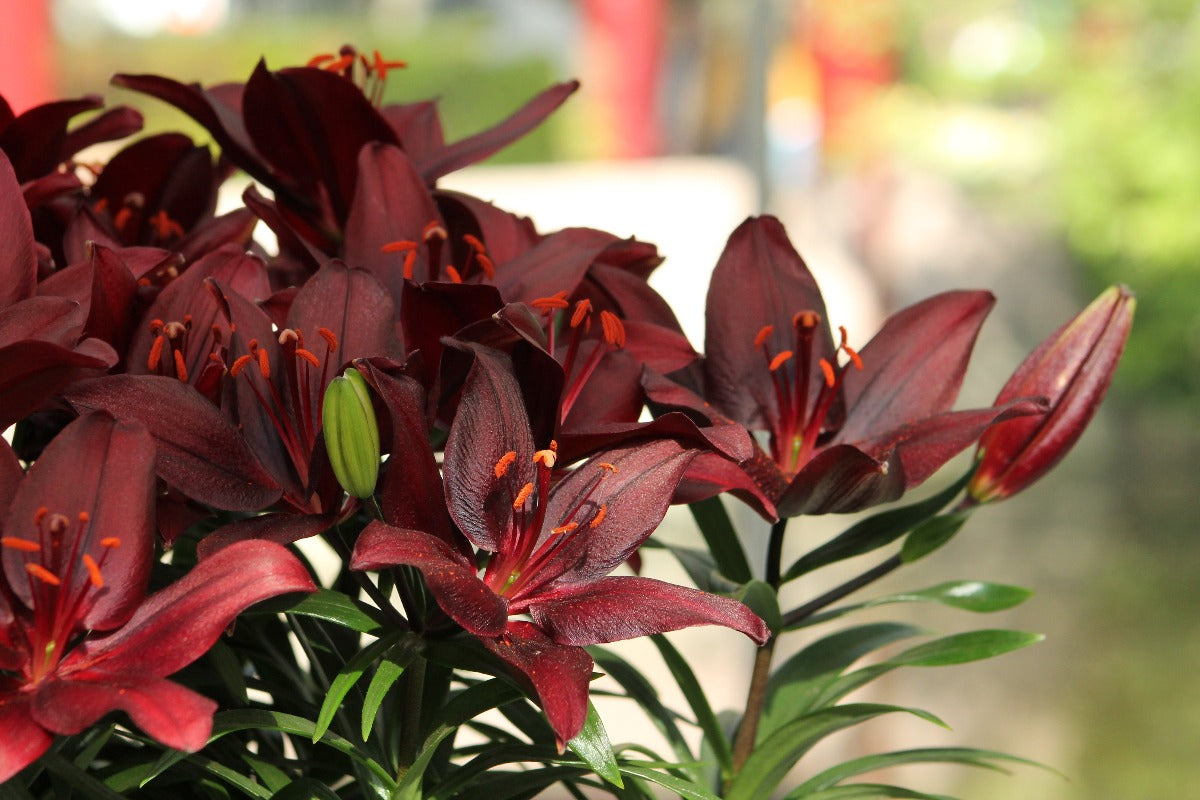 white lily night rider Lilium Night Rider – Jack the Grower