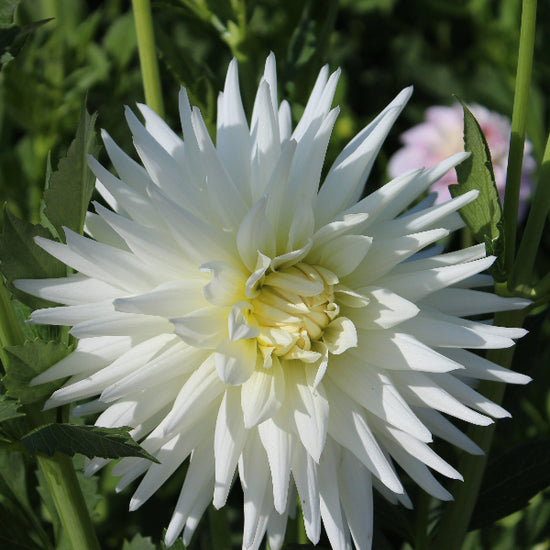 Dahlia My Love Jack the Grower