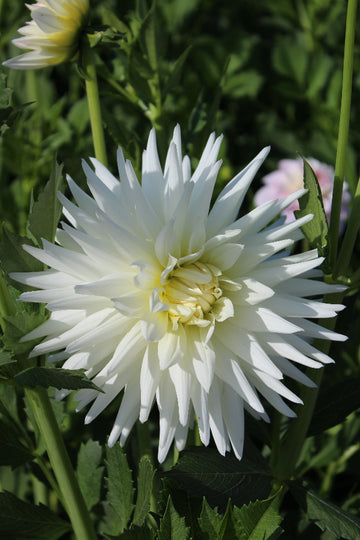 Dahlia My Love Jack the Grower