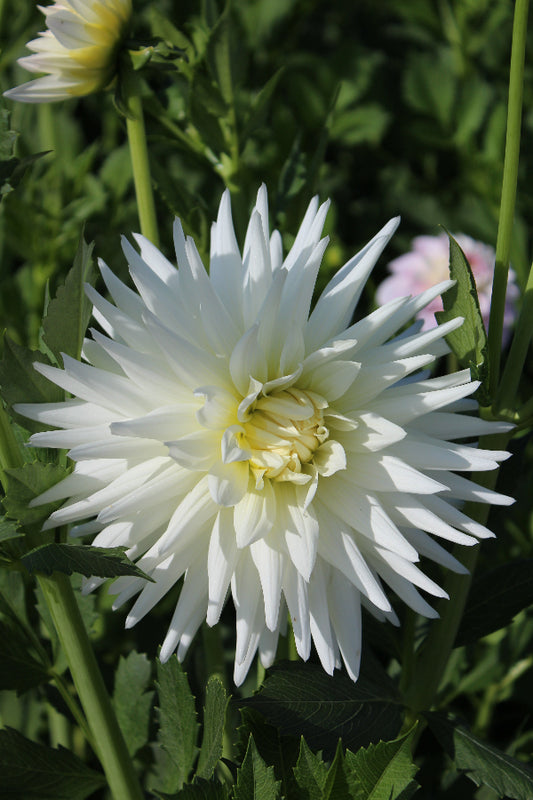 Dahlia My Love Jack the Grower