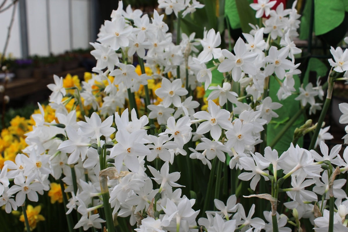 Narcissus Paperwhite Jack the Grower