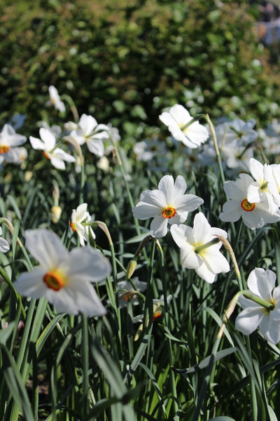 Narcissus Actaea Jack the Grower