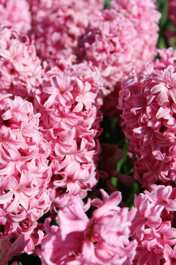 Hyacinthus Ibis Jack the Grower