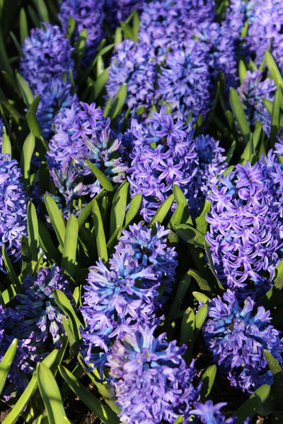 Hyacinthus Delft Blue Jack the Grower