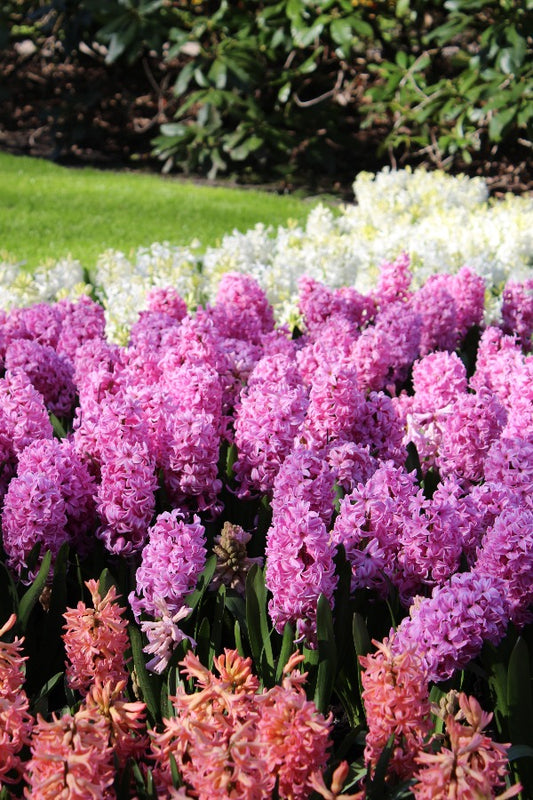 Hyacinthus Ibis Jack the Grower