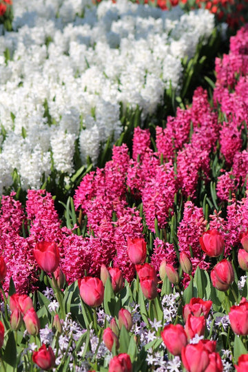 Hyacinthus Scarlet Pearl Jack the Grower