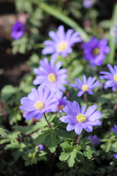 Anemone Blue Shades Jack the Grower