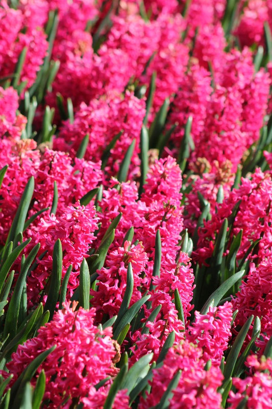 Hyacinthus Scarlet Pearl Jack the Grower