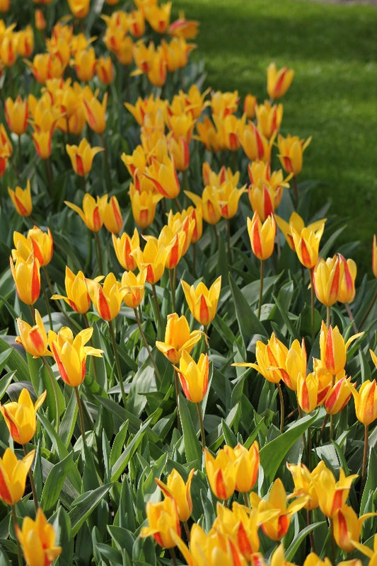 Tulipa Rafaello® Jack the Grower