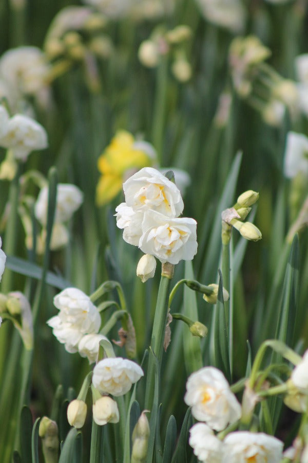 Narcissus the Bride Jack the Grower