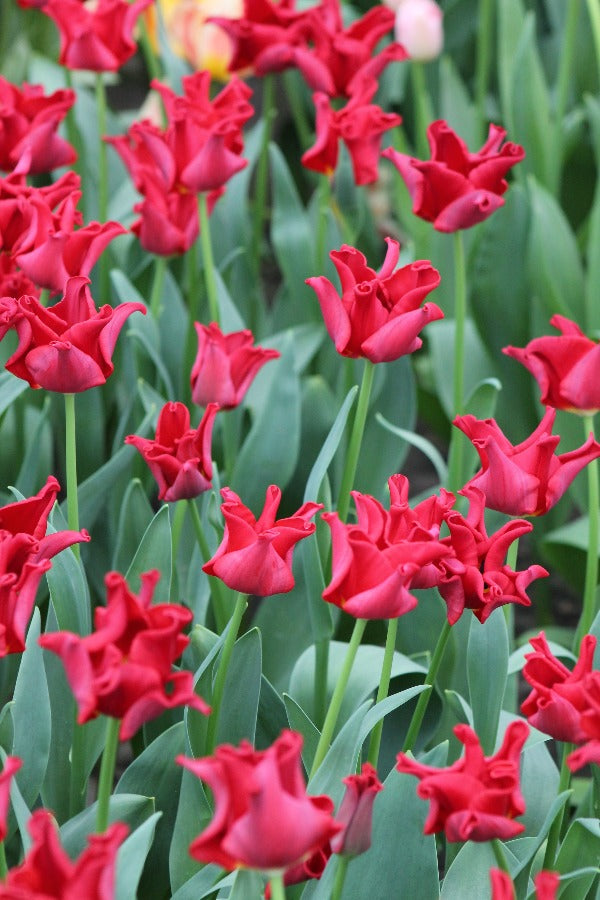 red dress tulip Triumph Crown Tulip "Red Dress"